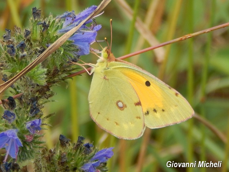 Parco del Ticino 13.6.15